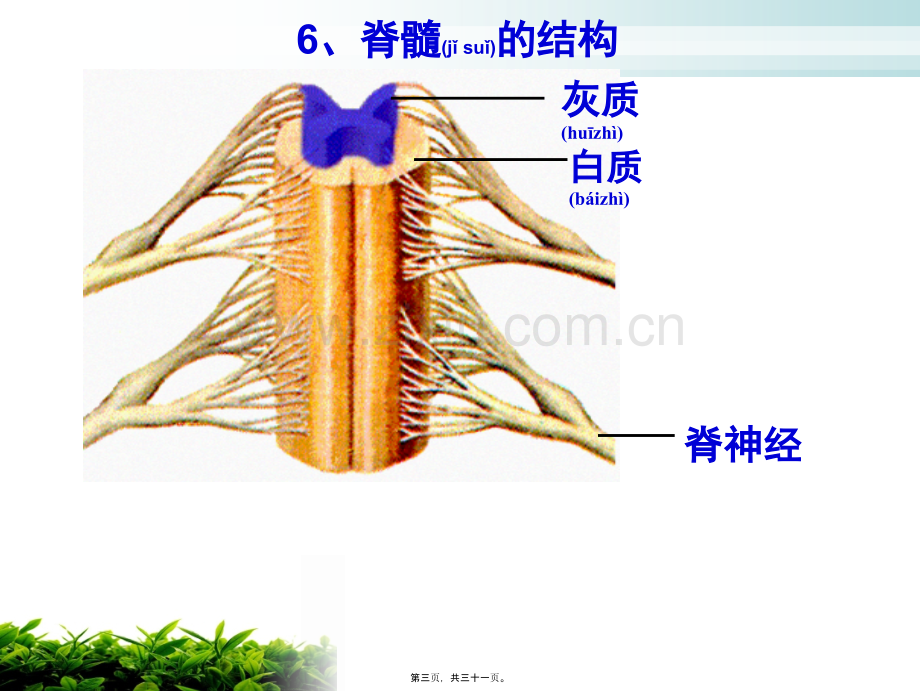 人体的神经调节(2)反射和反射弧资料.ppt_第3页