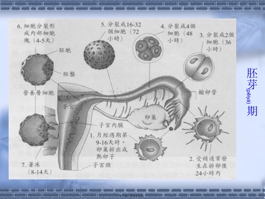 胎儿期孕期的发展.ppt_第2页