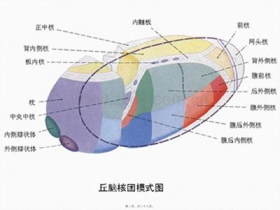 学术讨论—丘脑供血动脉及丘脑梗死.ppt_第2页