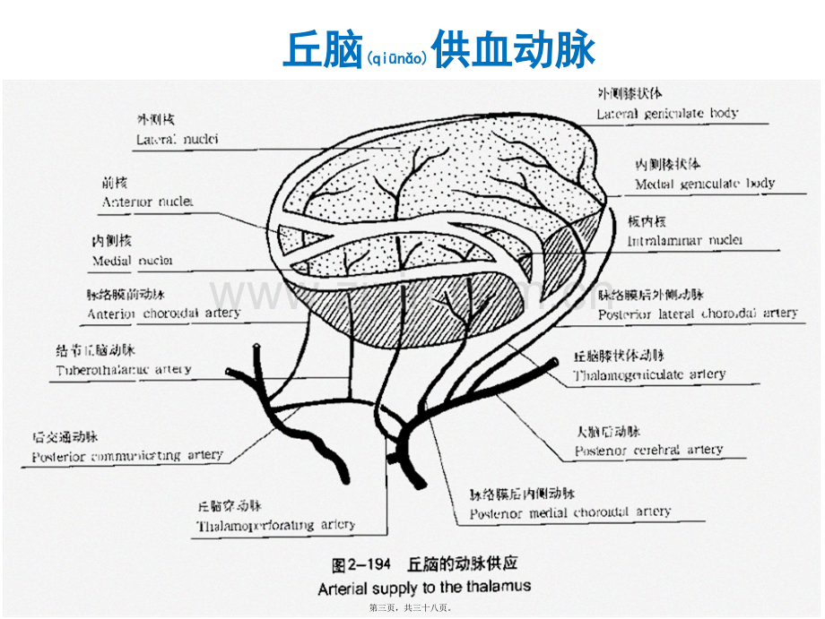 丘脑供血动脉及丘脑梗死.ppt_第3页