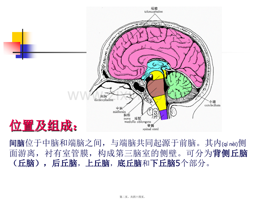 丘脑结构及功能---副本.ppt_第2页