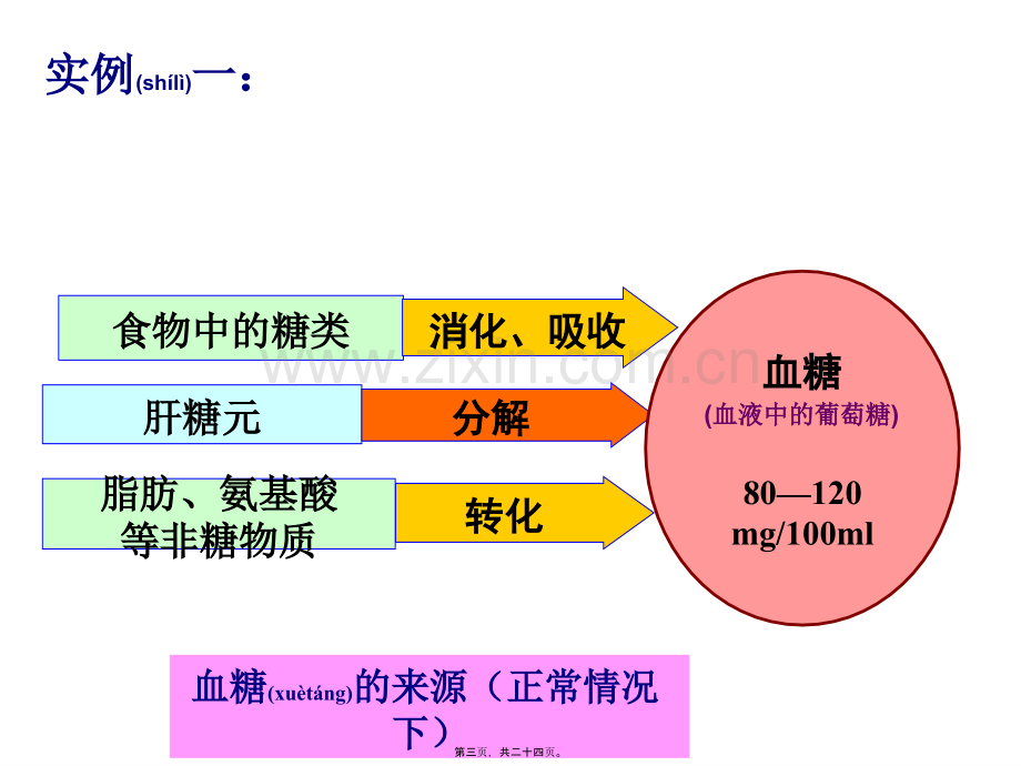 胰岛α细胞、胰岛素.ppt_第3页