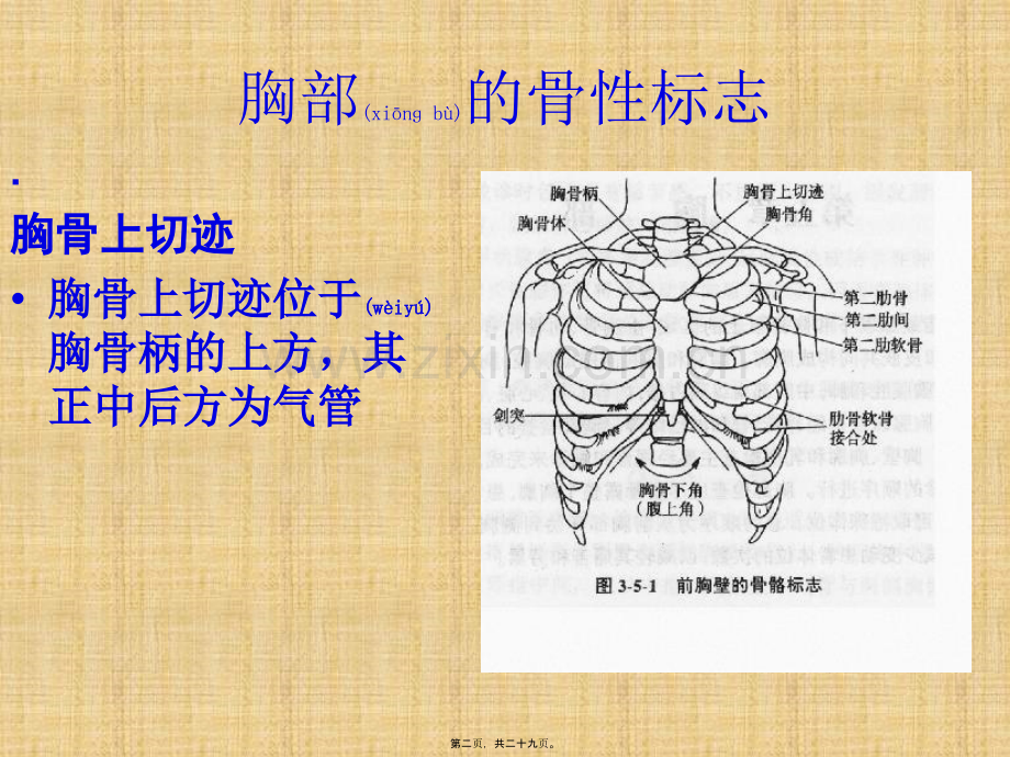 学术讨论—胸部的骨与关节.pptx_第2页