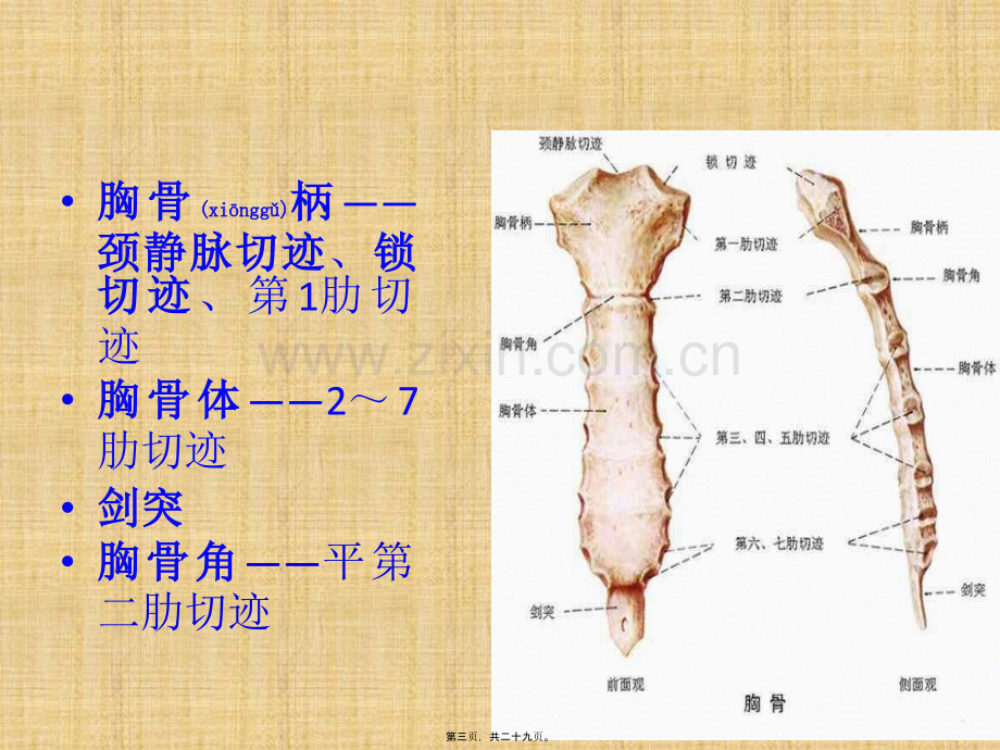 学术讨论—胸部的骨与关节.pptx_第3页