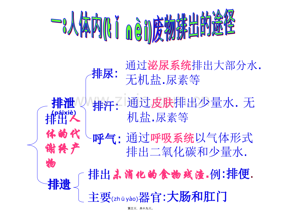 人体内的废物排出.ppt_第3页