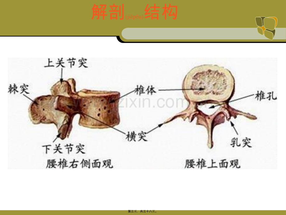 ppt腰椎手术配合.ppt_第3页