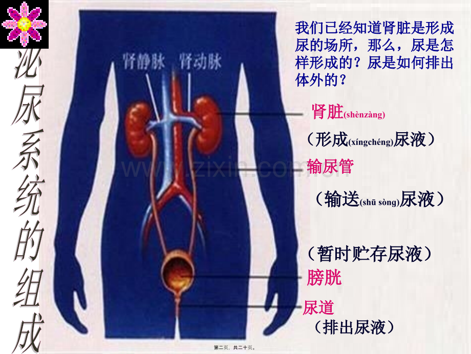 人体代谢废物的排出(非常好).ppt_第2页