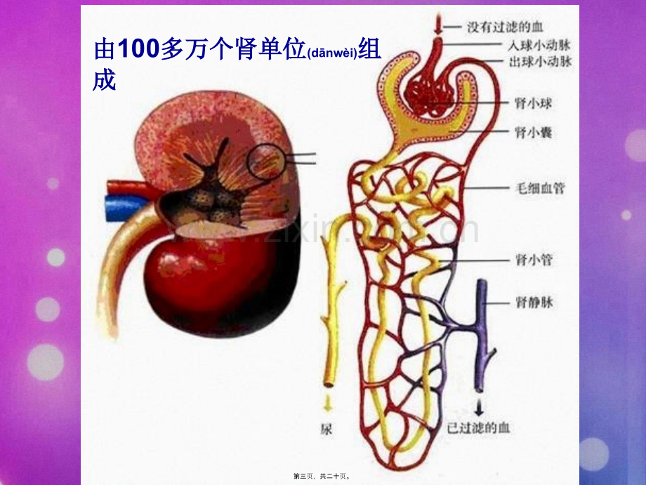 人体代谢废物的排出(非常好).ppt_第3页