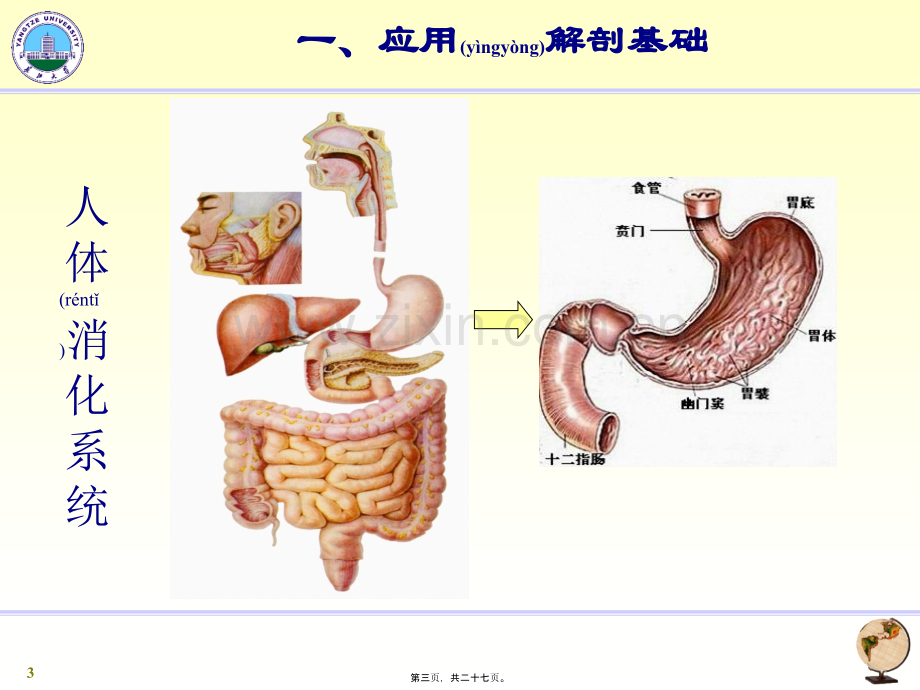 胃十二指肠影像学.ppt_第3页