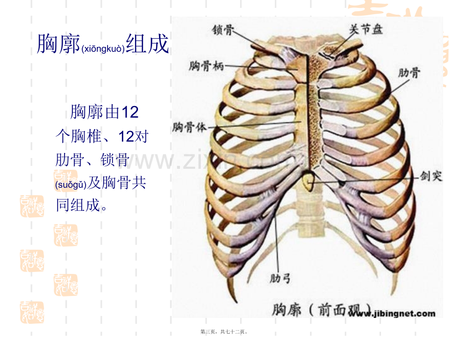 胸部评估检查.ppt_第3页