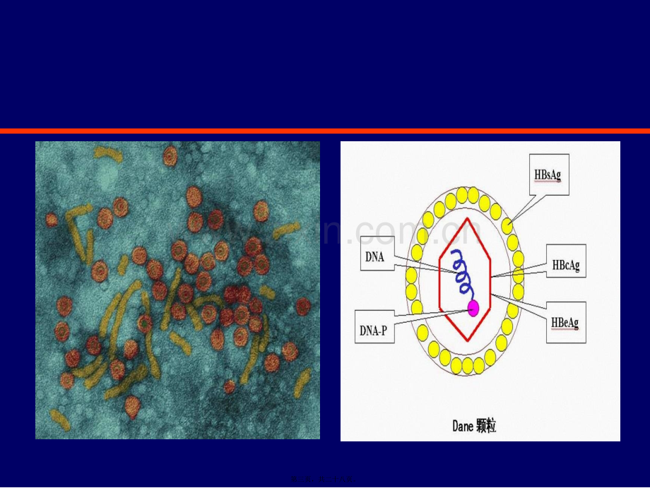 乙肝科普幻灯.ppt_第3页