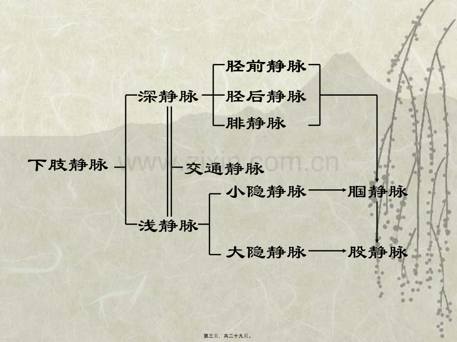 下肢静脉曲张1.ppt_第3页