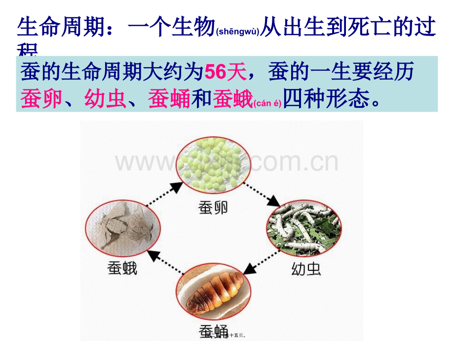 三下二5蚕的生命周期陈建秋-(1).ppt_第2页