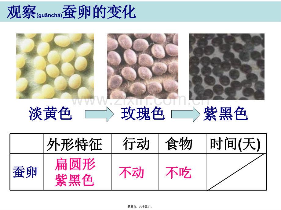 三下二5蚕的生命周期陈建秋-(1).ppt_第3页