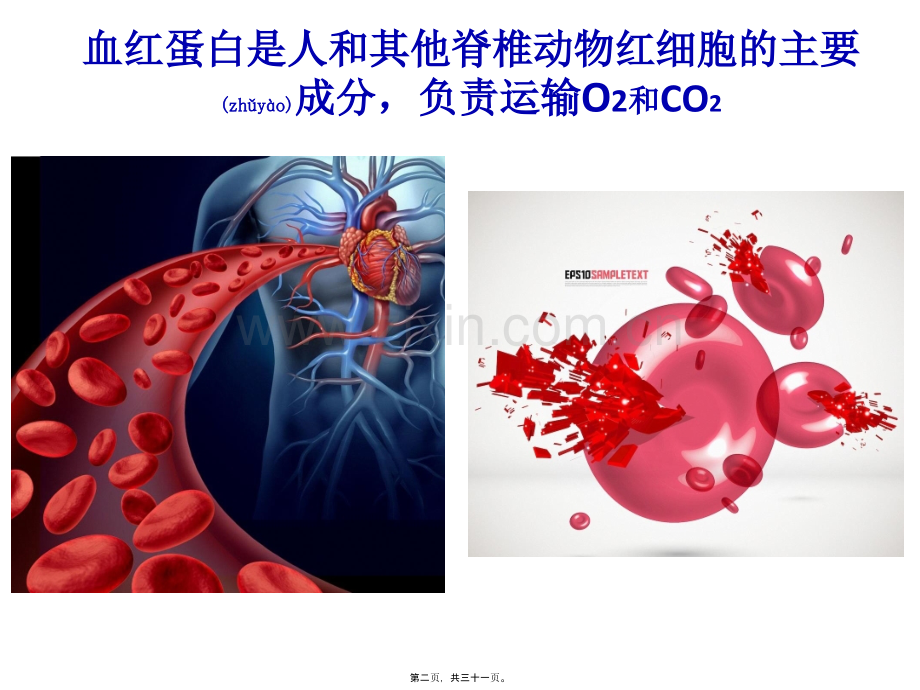 学术讨论—上课：课题3--血红蛋白的提取和分离.pptx_第2页