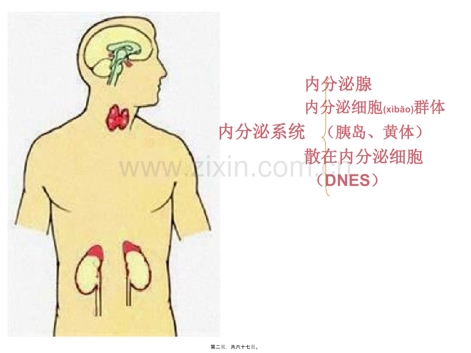 胚胎学：内分泌.ppt_第2页