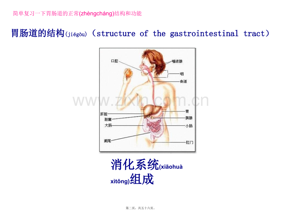 胃肠道功能障碍.ppt_第2页