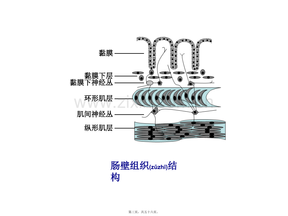 胃肠道功能障碍.ppt_第3页