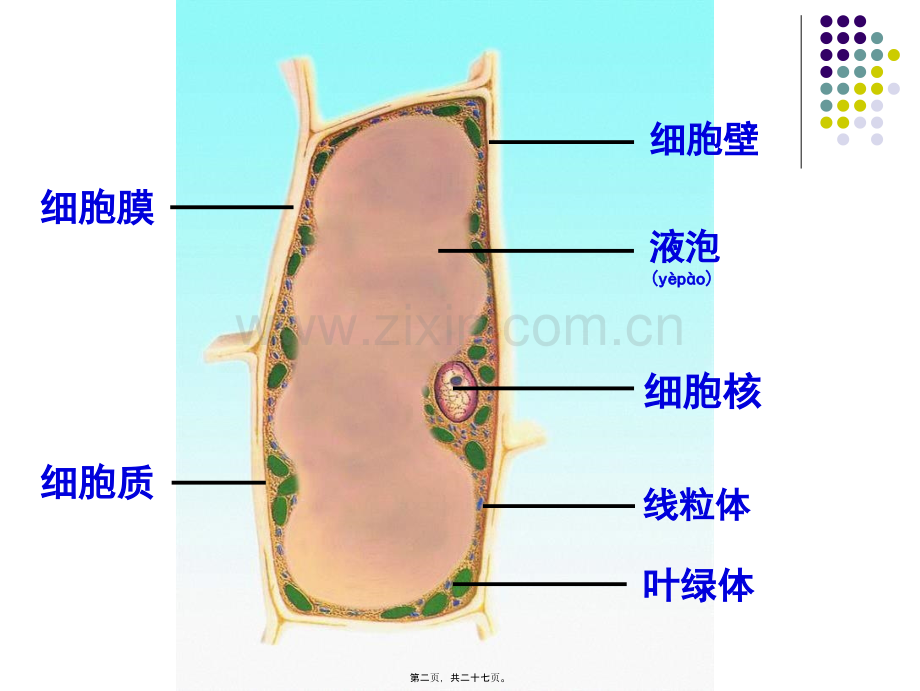 人和动物细胞的结构与功能.ppt_第2页