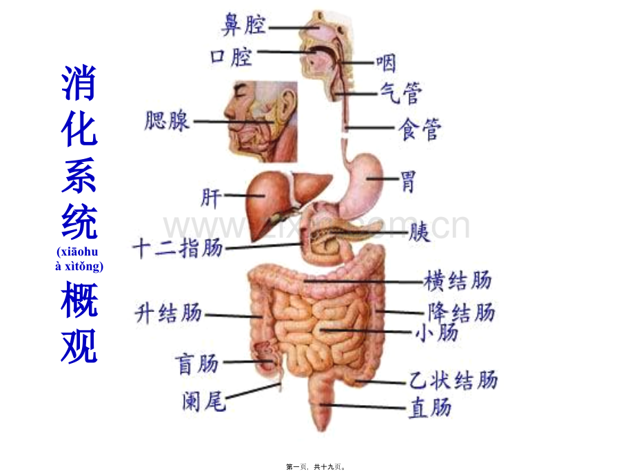 人体的消化系统(图).ppt_第1页