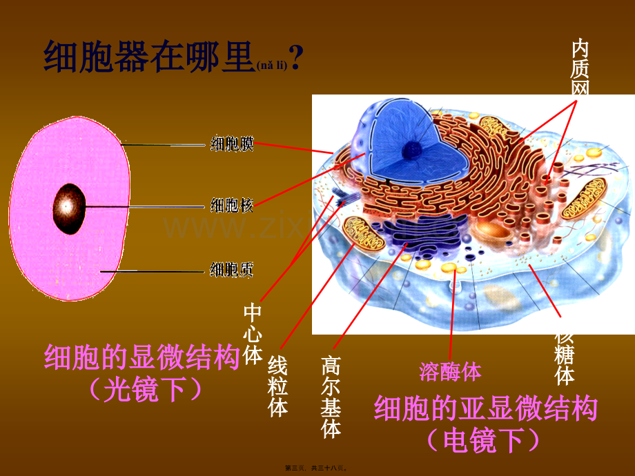 学术讨论—人教版必修一第三章第二节细胞器系统内的分工和合作共张PPT.ppt_第3页