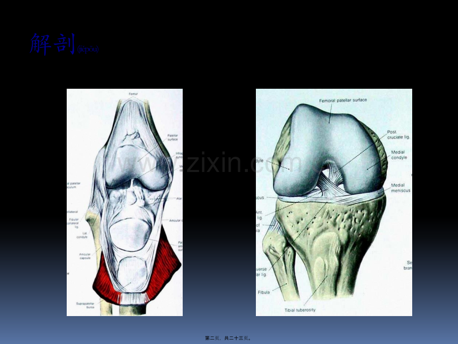 学术讨论—膝关节功能康复.pptx_第2页