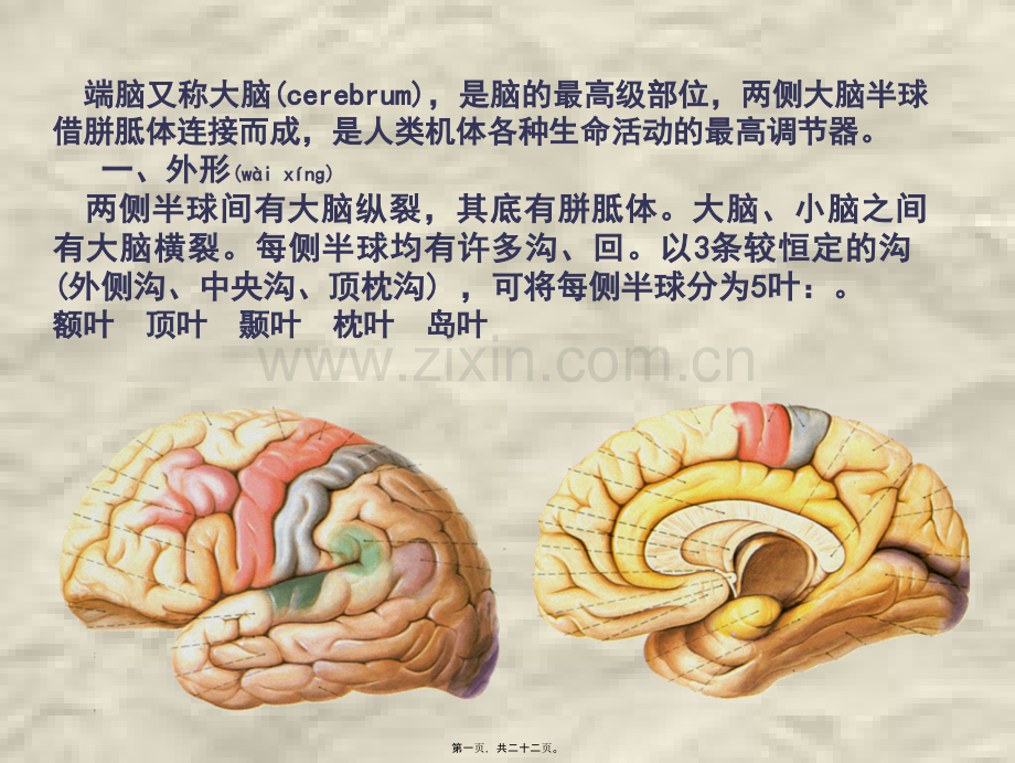 学术讨论—脑神经系统-端脑(下).ppt_第1页