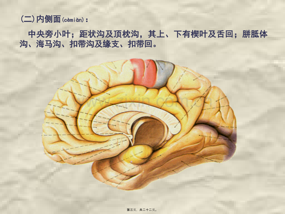 学术讨论—脑神经系统-端脑(下).ppt_第3页