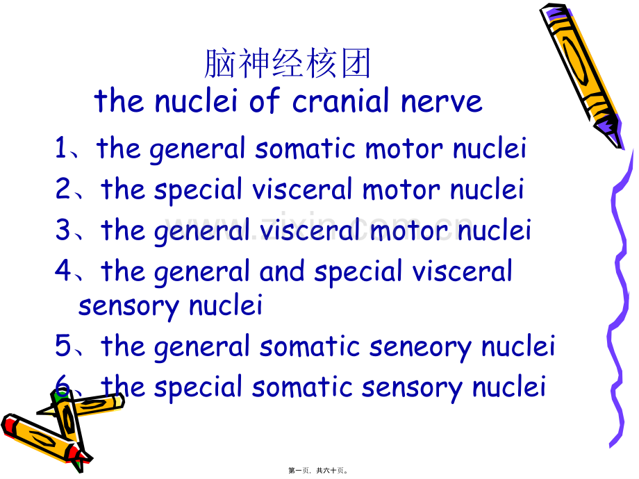 脑干的内部结构.ppt_第1页