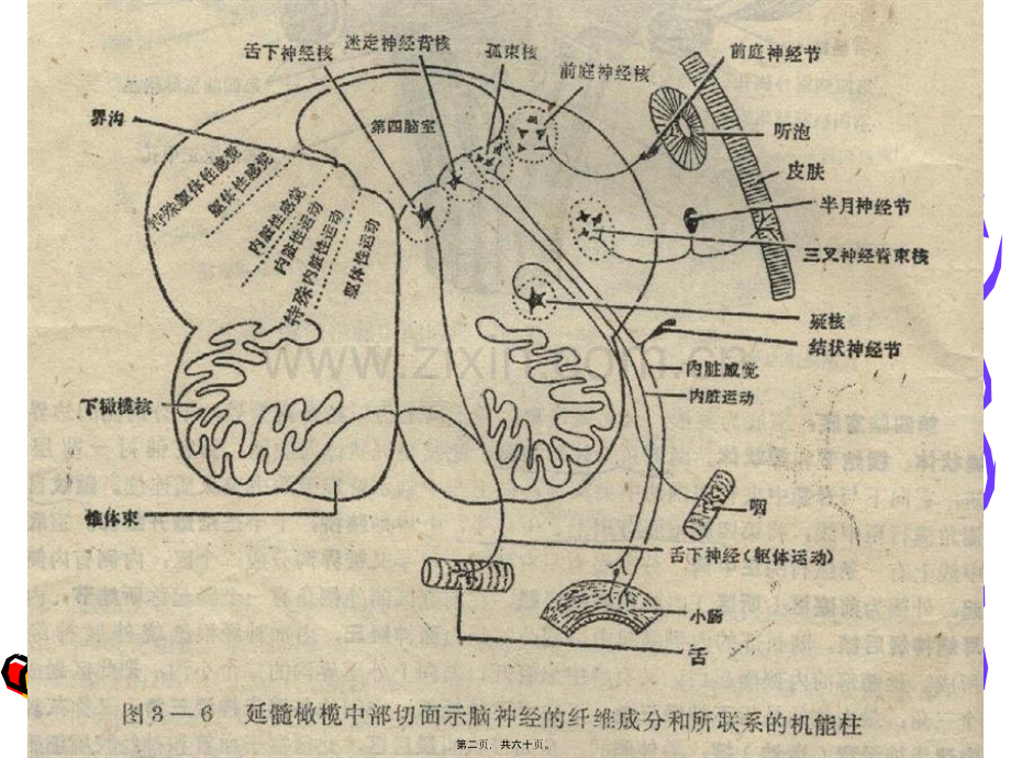 脑干的内部结构.ppt_第2页