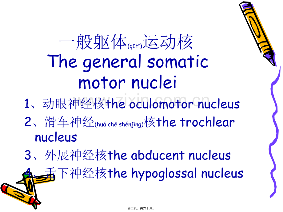 脑干的内部结构.ppt_第3页