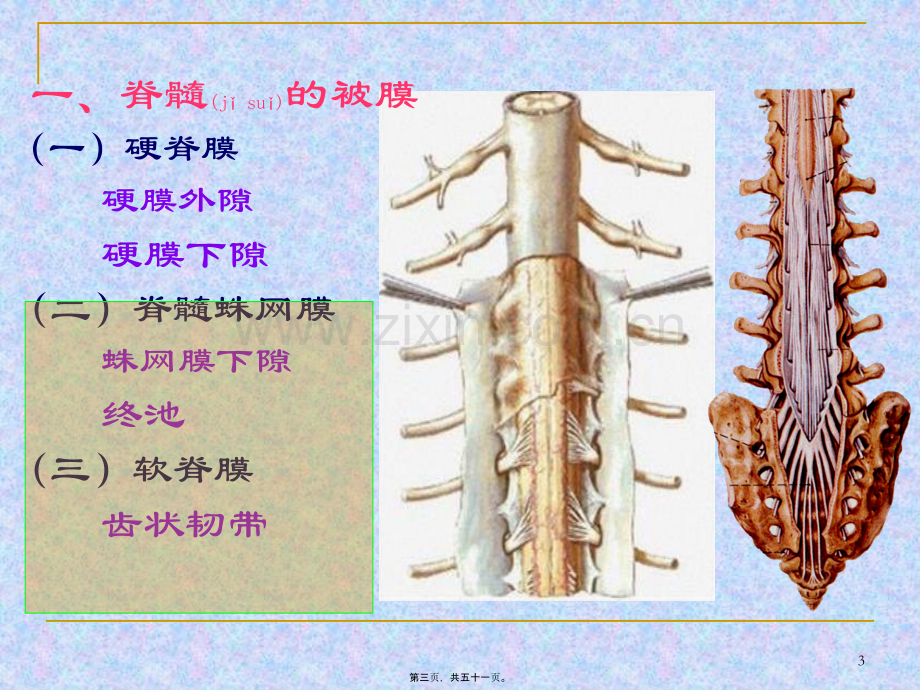 脑和脊髓的被膜、血管、脑脊液循环.ppt_第3页