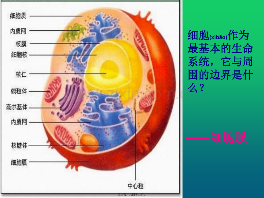 人教版必修一第3章第1节-系统的边界--细胞膜41张ppt---副本.ppt_第3页