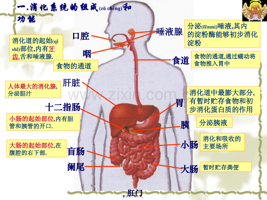 一消化系统的组成和功能.ppt_第2页