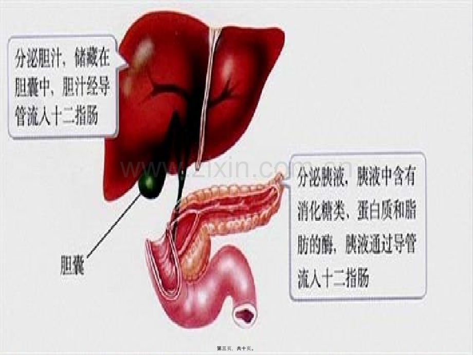 一消化系统的组成和功能.ppt_第3页