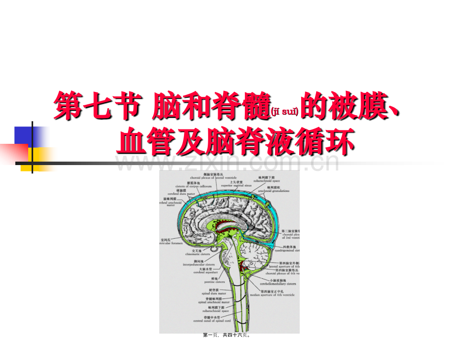 脑被膜血管和脑脊液循环.ppt_第1页