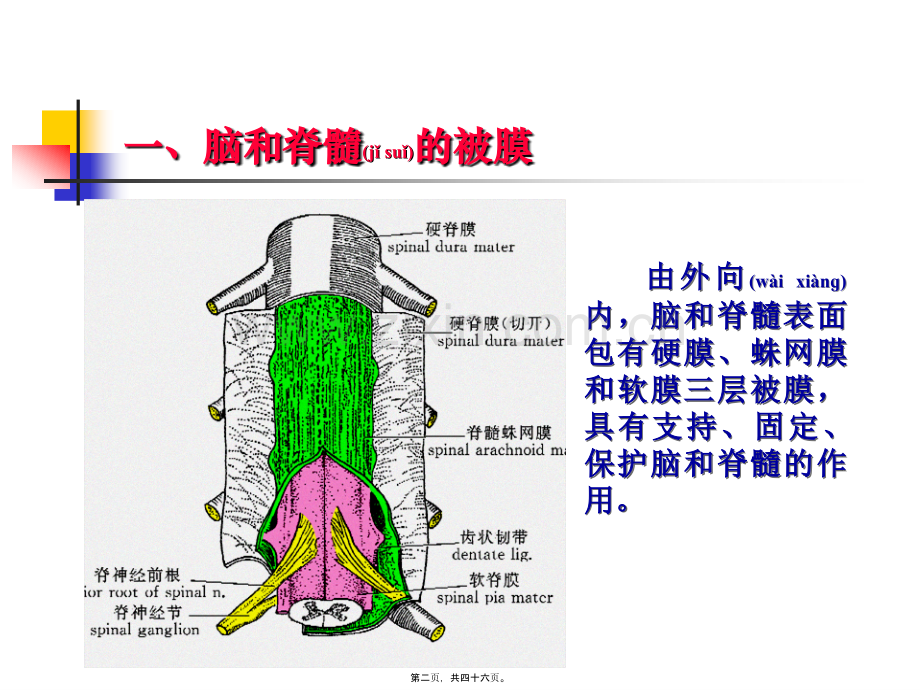 脑被膜血管和脑脊液循环.ppt_第2页