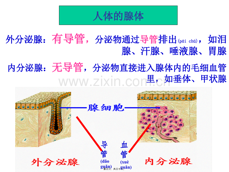 人体的体液调节.ppt_第3页