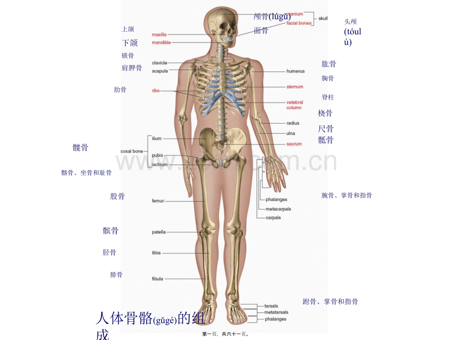 人体骨骼系统.ppt_第1页