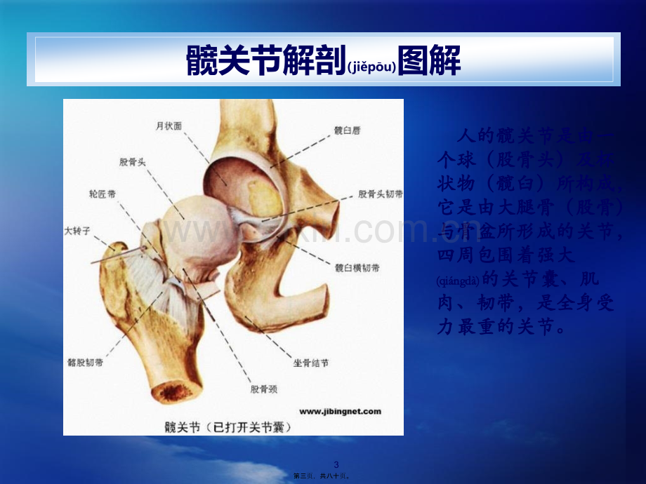 人工髋关节置换术(ppt).ppt_第3页