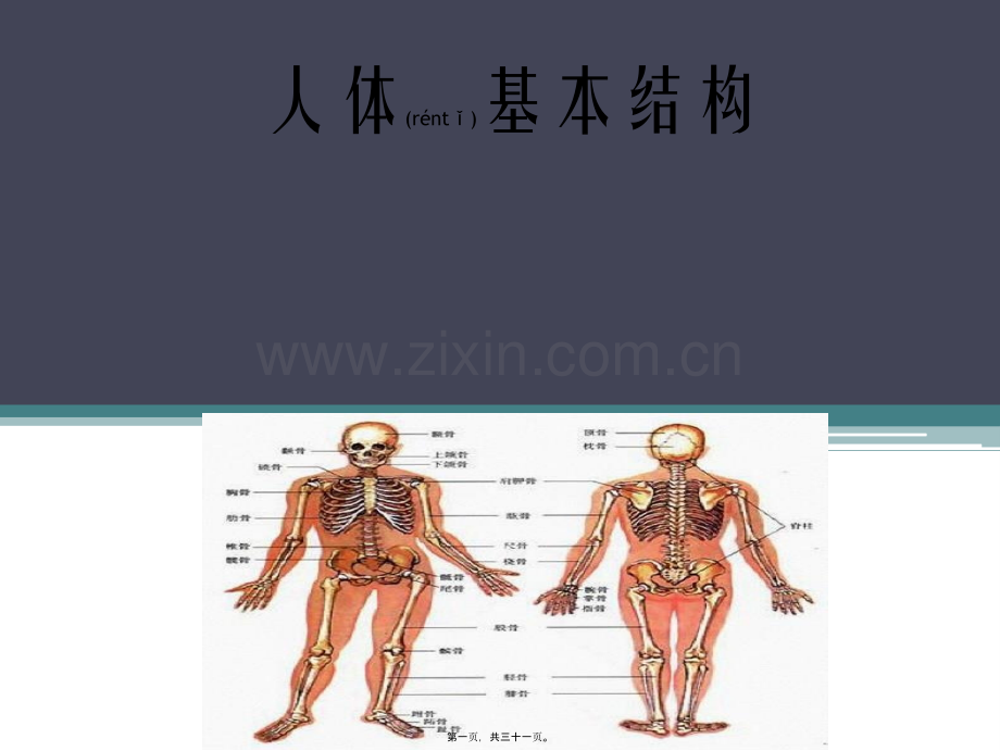 人体基本结构.ppt_第1页