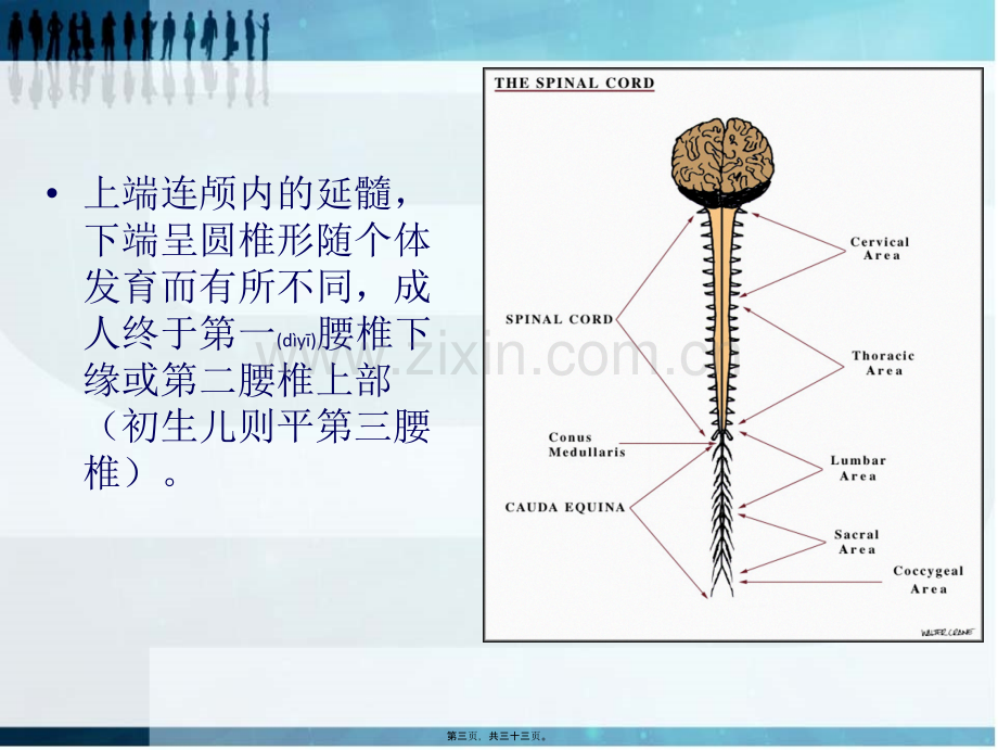 脊髓胸腰段损伤完整版.ppt_第3页