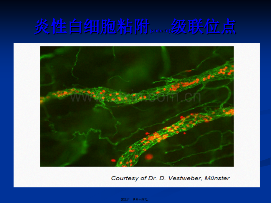 中性粒细胞：免疫.ppt_第3页