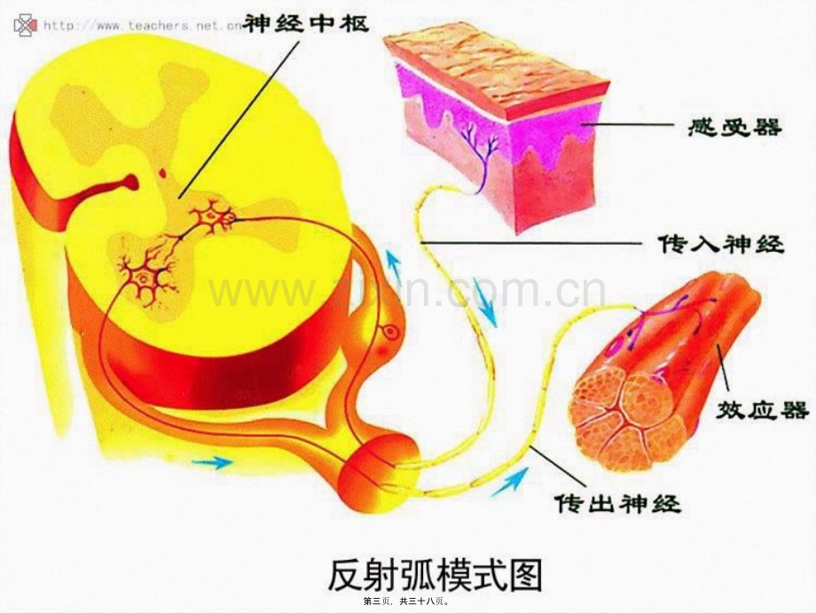 人体生理功能的调节.ppt_第3页