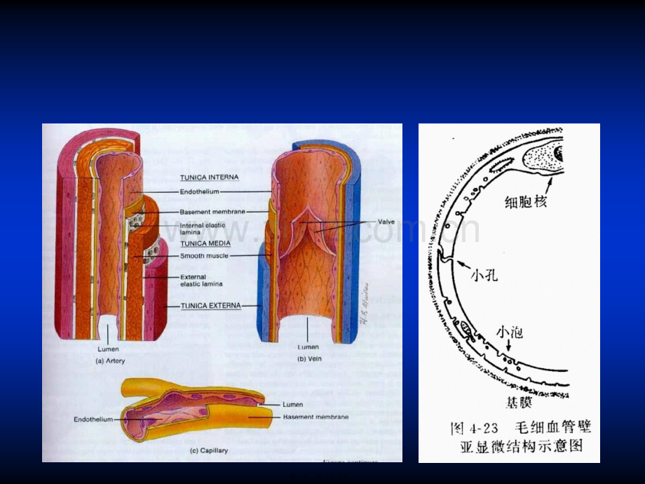 血管生理.ppt_第2页