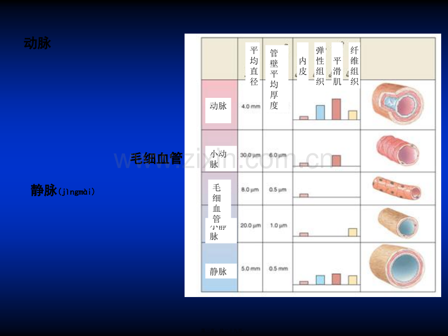 血管生理.ppt_第3页