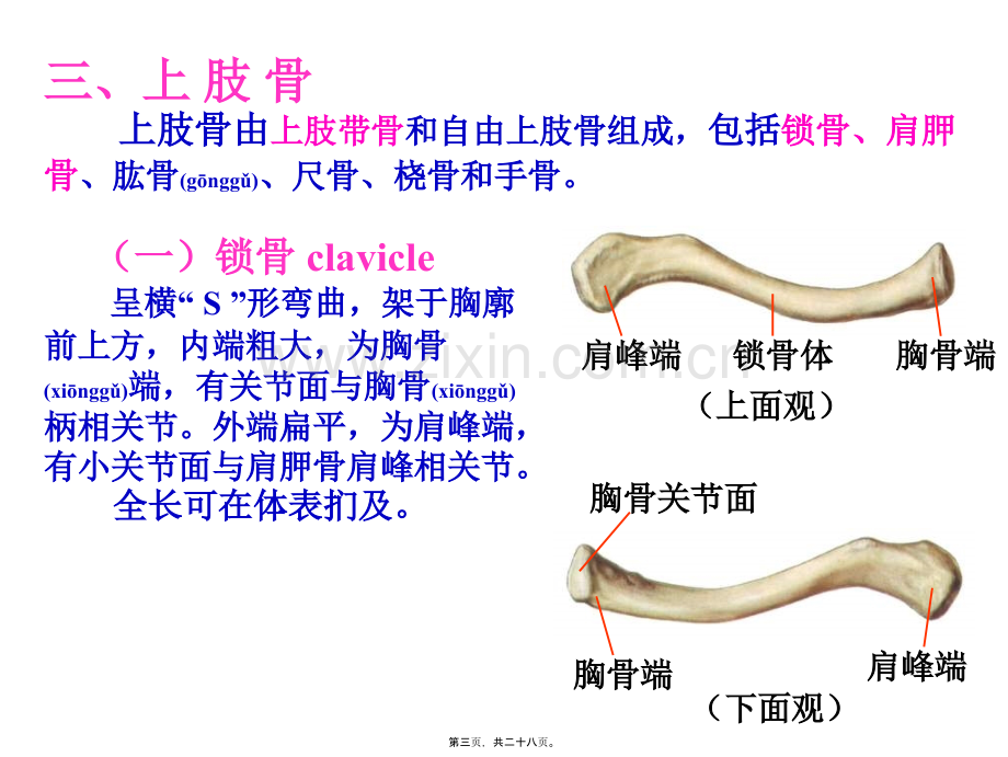 上肢骨与其连结.ppt_第3页