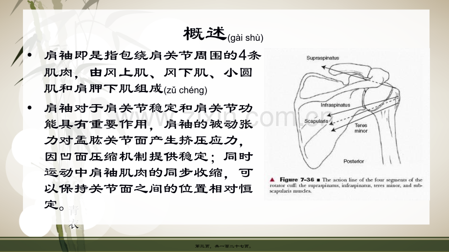 肩袖损伤的康复.ppt_第3页