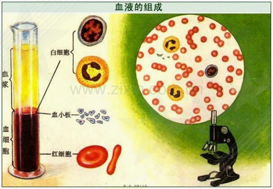 红细胞计数检验.pptx_第2页