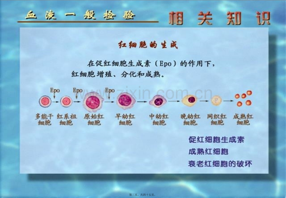 红细胞计数检验.pptx_第3页